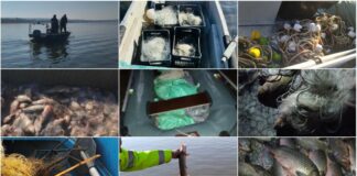 Множество успешни акции срещу бракониери