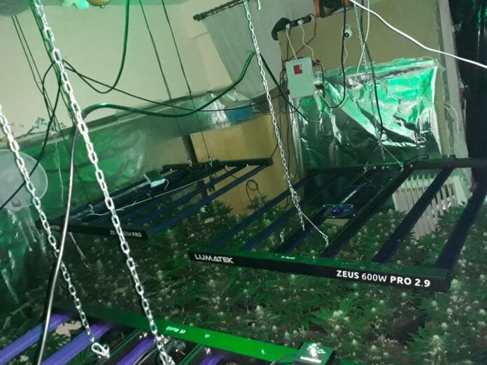 Наркооранжерия