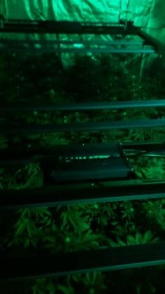 Наркооранжерия