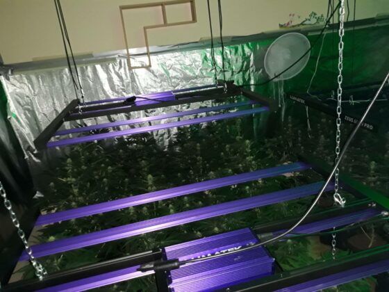 Наркооранжерия