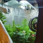 Оранжерия за канабис