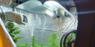 Оранжерия за канабис