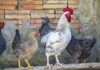 Кокошки и петел
