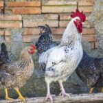 Кокошки и петел