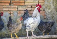 Кокошки и петел