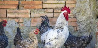 Кокошки и петел