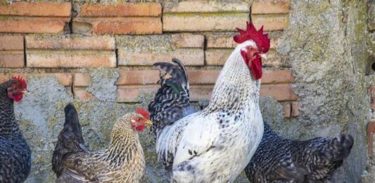 Кокошки и петел
