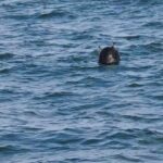 Морска мина