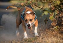 Питбул, куче