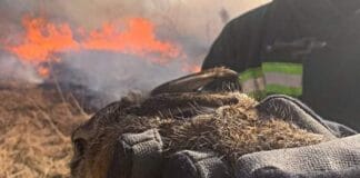 Спасено зайче