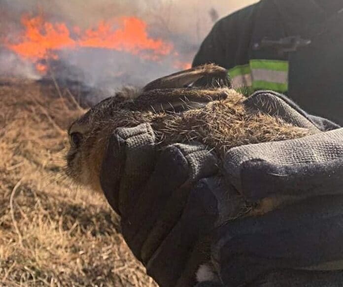 Спасено зайче