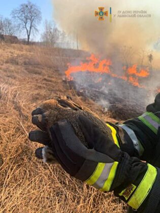 Спасено зайче