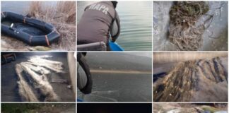 Редица успешни акции срещу бракониери