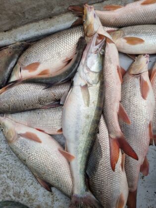 Акция на "РК-Силистра"