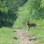 Дива природа