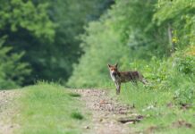 Дива природа