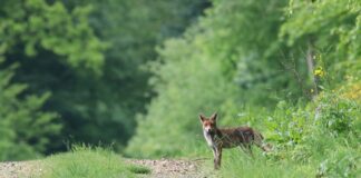 Дива природа