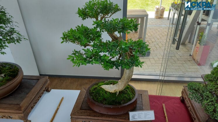 "Флора 2022"-Бургас