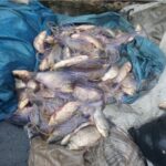 Акция на ИАРА