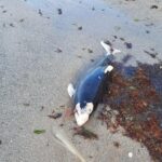 Мъртъв делфин