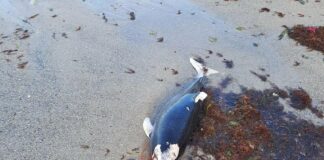 Мъртъв делфин