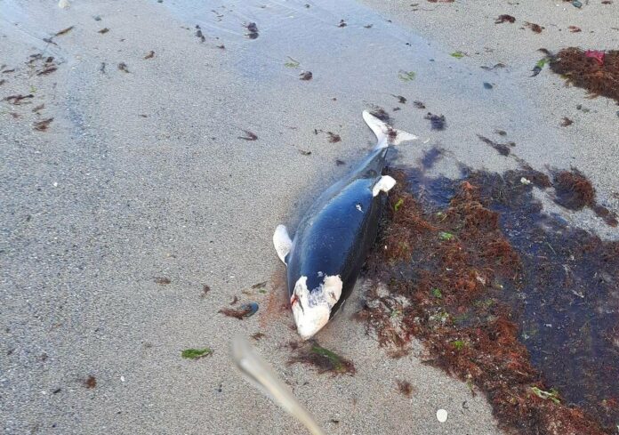 Мъртъв делфин