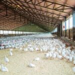 Пилета, ферма