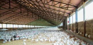 Пилета, ферма