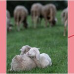 Производство на вълна