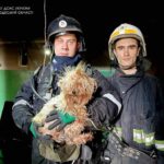 Спасено йорки