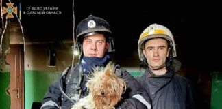 Спасено йорки