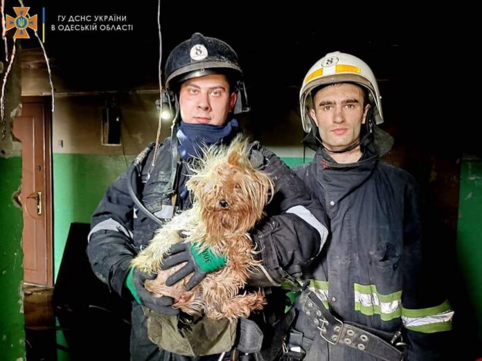 Спасено йорки