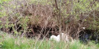 Замърсяване