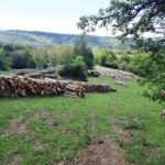 Дървесината от гората.