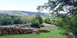 Дървесината от гората.