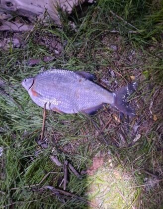 Акция на "Рибарство и контрол-Централен Дунав"