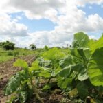 Градинарство, биологично земеделие