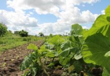 Градинарство, биологично земеделие