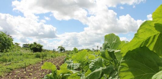 Градинарство, биологично земеделие