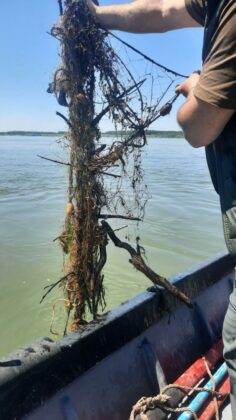 Акции на ИАРА