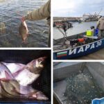 Колаж от успешни акции