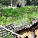 Мечка в Чепеларе