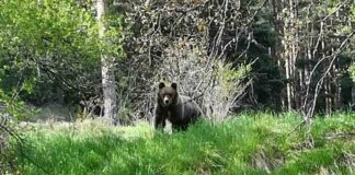 Мечка в Чепеларе