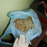 Домашна оранжерия за канабис