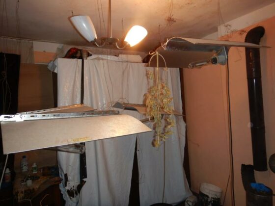 Домашна оранжерия за канабис