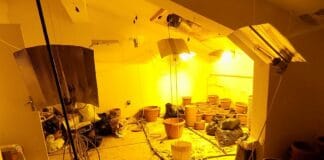 Отглеждане на марихуана в село Говедарци