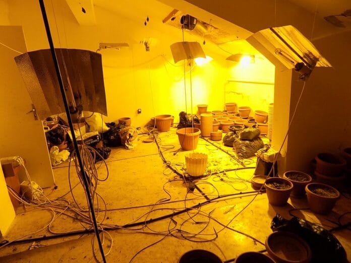 Отглеждане на марихуана в село Говедарци