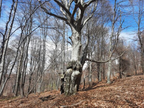 Оцеляло дърво