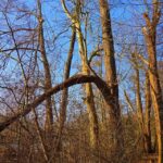 Паднал клон