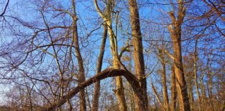 Паднал клон